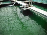 �����͐�