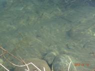 ����ݍH��