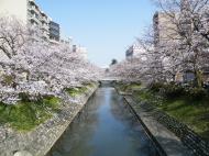 ����̃T�N��