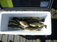 �����ŃA�����I��