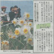 北日本新聞「スイセン春の予感」