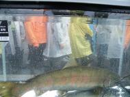 �T�N���}�X���R�Y���ώ@��A