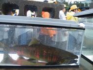 �T�N���}�X���R�Y���ώ@��A