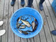 �O�����쏜