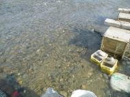 �F���̃T�P���i