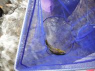 ������̃u���E��