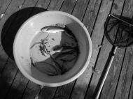 �u���b�N�o�X�쏜