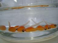 �P�Q���P��