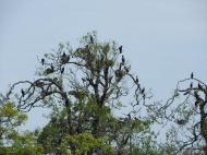 ����̃J���E����