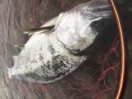 �����ɖ߂��Ă��܂����B