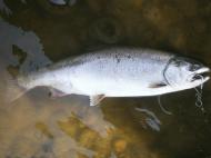 �̂���Q�T��