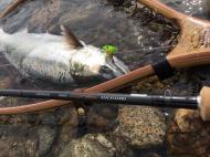 M���񂩂�̒މ�