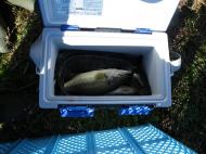 �O�����쏜