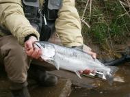 �T�N���}�X�A�k���މ���